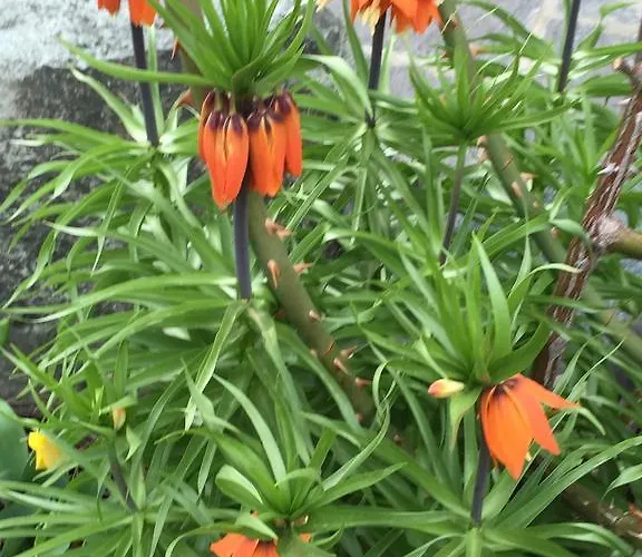 Casa de Férias Fravgia Veglia Andeer