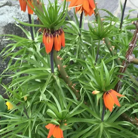 Дом отдыха Fravgia Veglia Андер